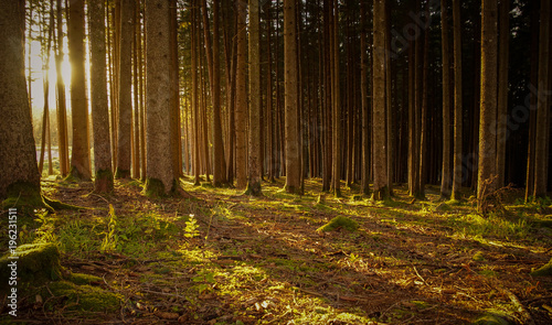 Obraz na płótnie letzte Sonnenstrahlen scheinen durch die Baumstämme und werfen lange Schatten w salonie