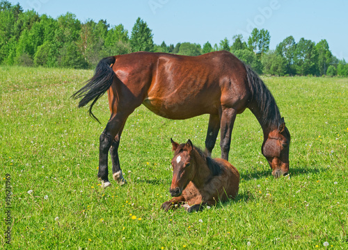 Chased horse with foal in the pasture.