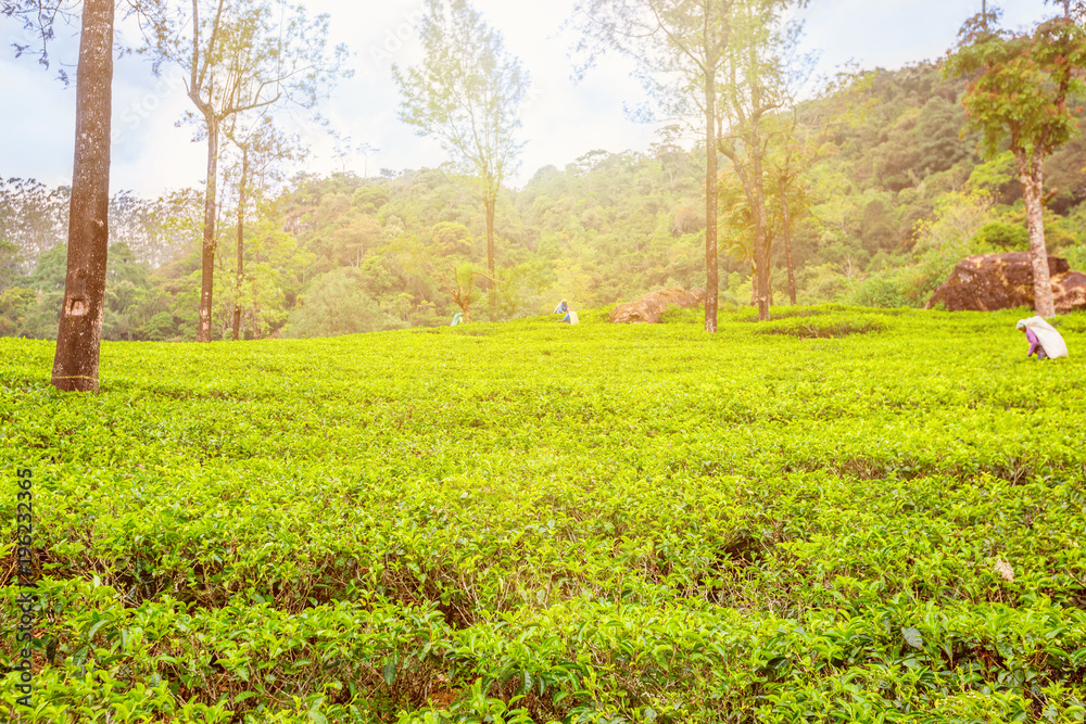 Green plantation of Ceylon tea.