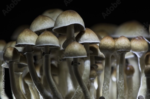 Magic mushrooms - psilocybe