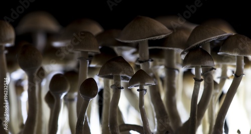 Magic mushrooms - psilocybe