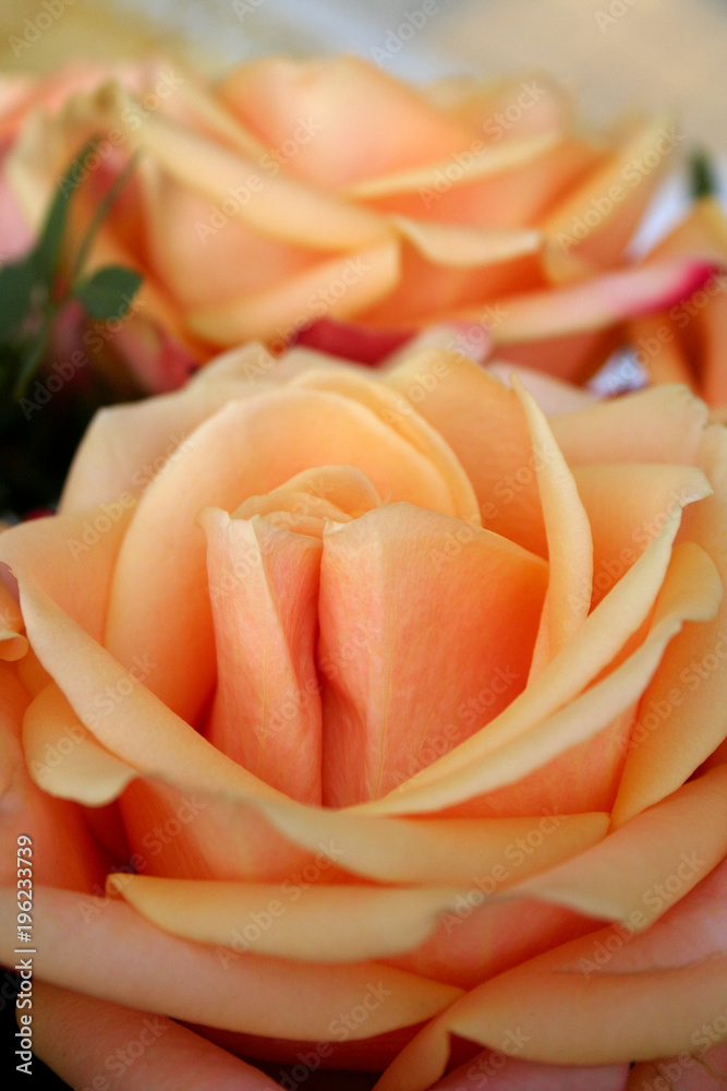 Lachs Rosa Rosen im Rosenstrauß im Detail Stock Photo | Adobe Stock