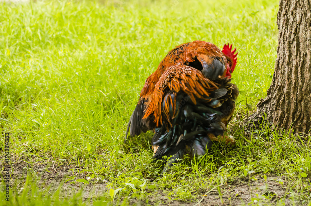 Beautiful cock classic coloring on a background of green grass Beautiful cock classic coloring on a background of green grass