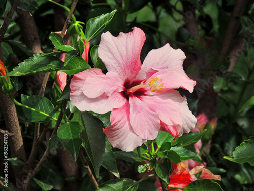 Lilie the flower