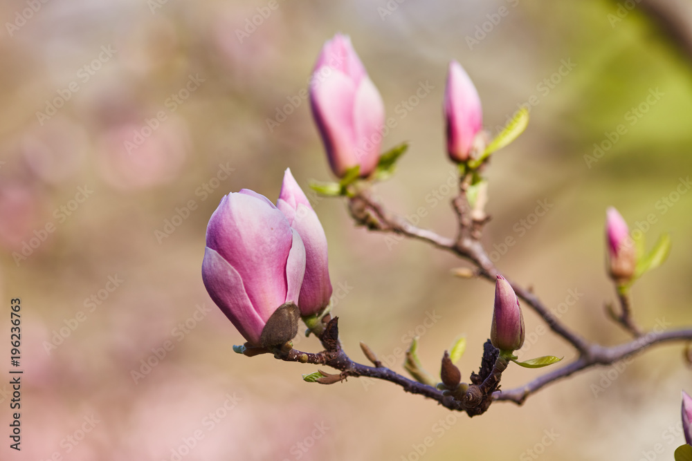 Flower Magnolia flowering against a background of flowers.