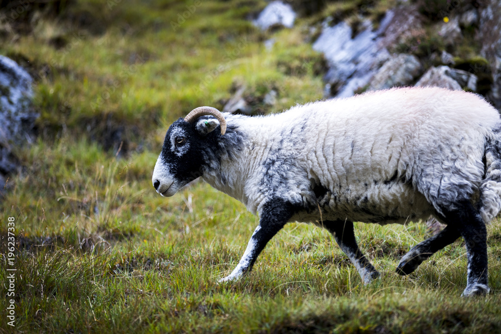 Fototapeta premium A sheep grazes on the hiking ascent up The Old Man of Coniston in England's Lakes District.