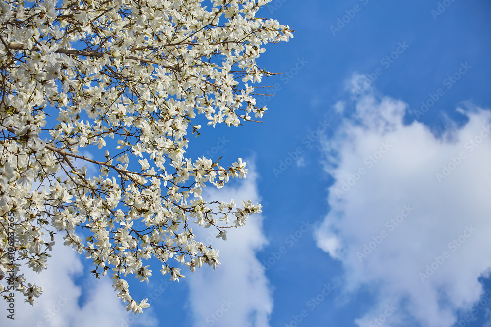 White magnolia flowering background. Botanical background. White magnolia flowering background. Botanical background.
