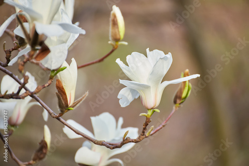 White big Magnolia
