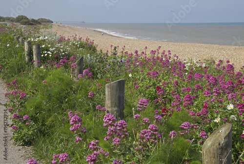 Coastal footpath near Deal, Kent photo