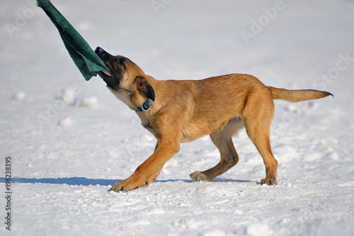 Obraz na płótnie Belgian shepherd dog is engaged in training with the device