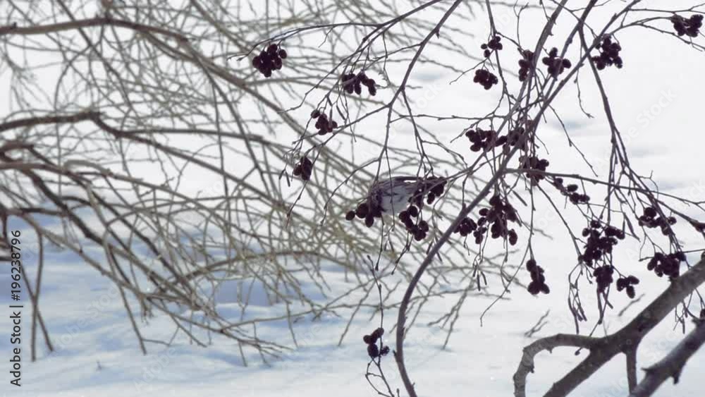 The common redpoll (Acanthis flammea) is a species of bird in the finch family. A small bird eats alder cones in the winter in the Russian forest. The common redpoll (Acanthis flammea) is a species of bird in the finch family. A small bird eats alder cones in the winter in the Russian forest.