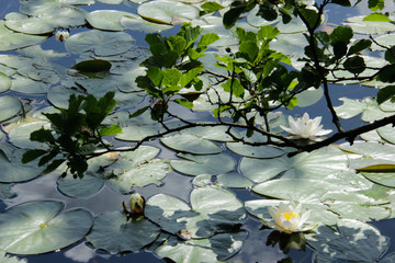 Acrylglasbilder Wasserlilien Seerosen am sommerlichen Teichufer  © Diana Leadbetter