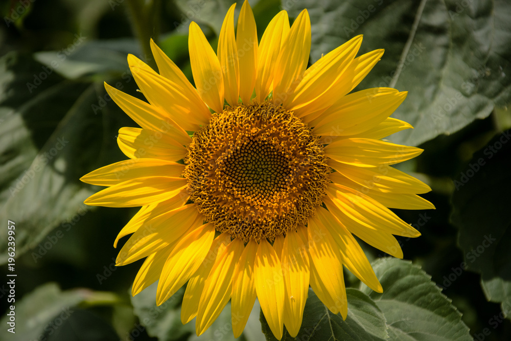 Fototapeta premium Sunflower