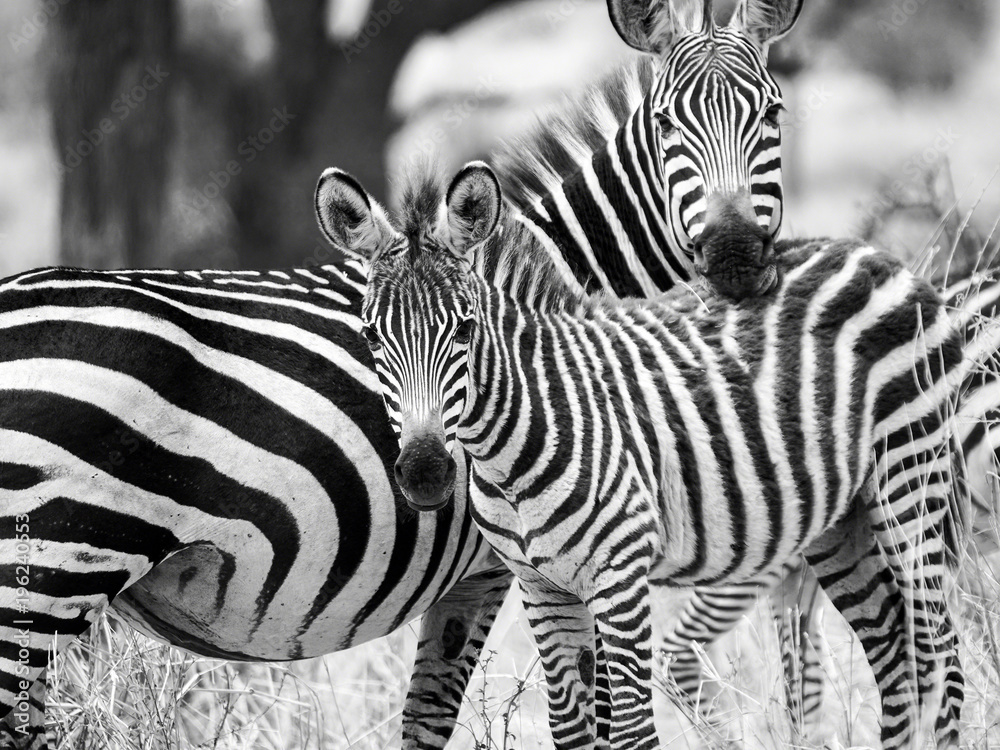 Fototapeta premium Zebra with Young