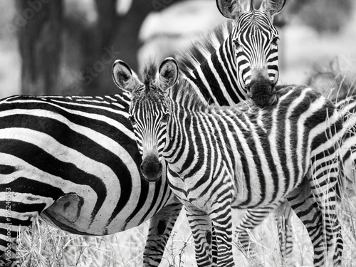 Zebra with Young