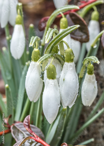 schneeglöckchen