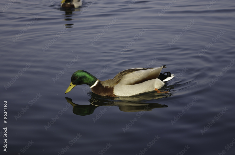 Lago Papere in compagnia Lago Papere in compagnia