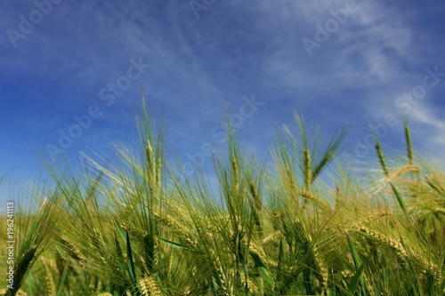 Green Barley   Wheat Field