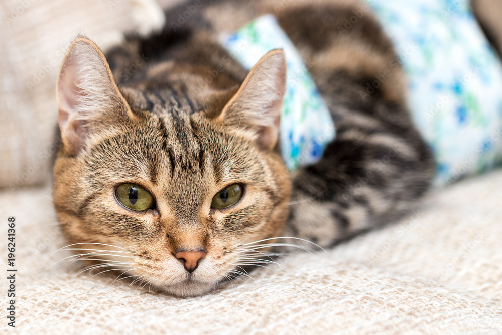 Cat with bandages recovers after surgery with intriguing expression