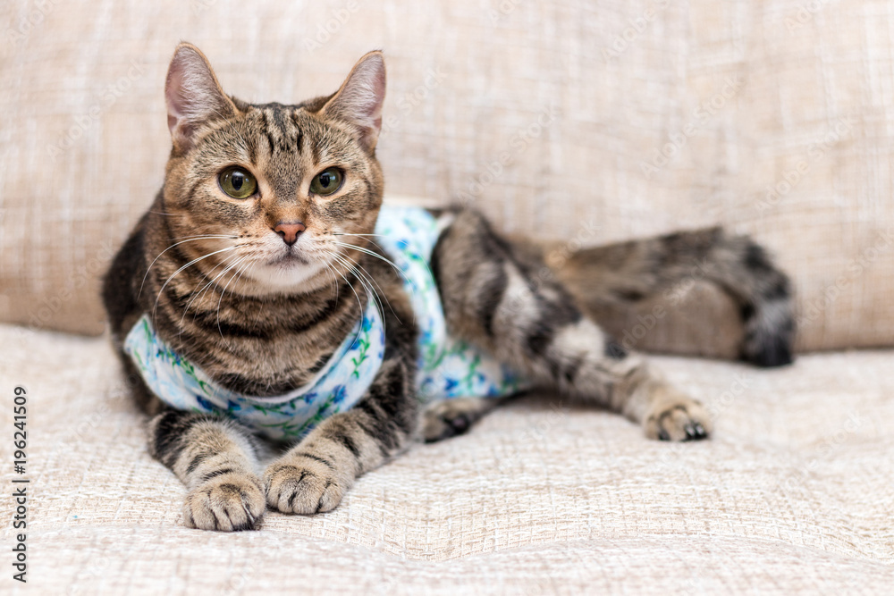 Fototapeta premium Domestic cat with bandages recovers after surgery and lies on sofa
