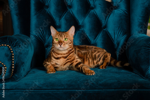 Canvas Print Beautiful Bengal cat sitting on a blue armchair