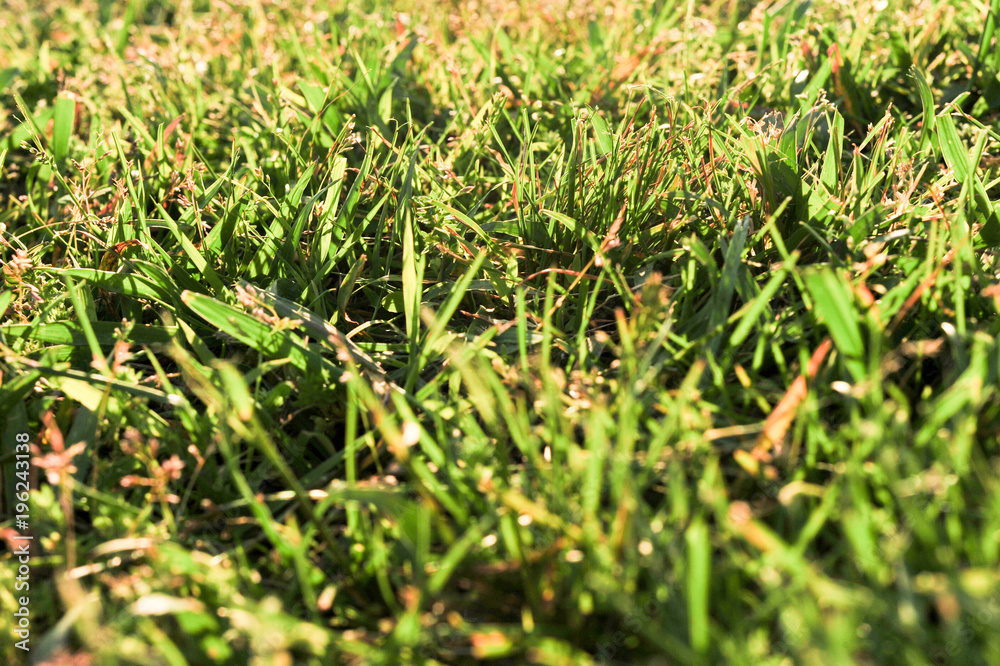 Summer in the Grass