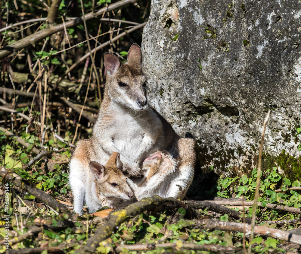 Flinkwallaby - Macropus agilis Flinkwallaby - Macropus agilis