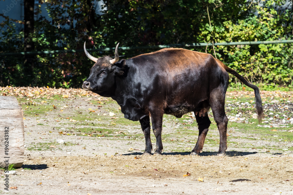 Auerochse - Bos primigenius taurus Auerochse - Bos primigenius taurus