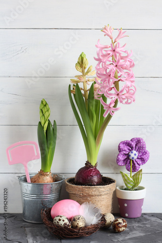 Fototapeta Naklejka Na Ścianę i Meble -  Hyacinth plants, Easter eggs and a fabric flower create a spring-themed arrangement. Concept of: Springtime cheer. Easter still life. 