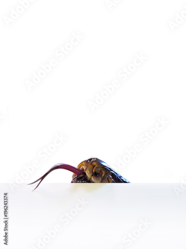 Head of creeping snake with forked tongue, isolated on white background. Snake creeps into the house, onto the balcony, danger. Macro, close-up