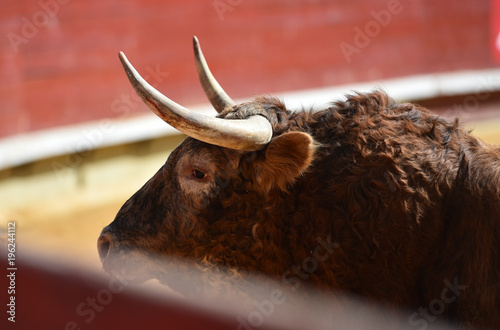 Photos corrida de toros