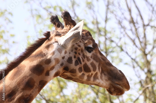 Portrait de Girafe africaine