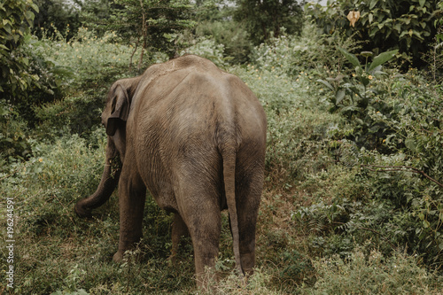 Sri Lankan Safari photo