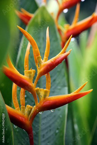 Helikonie, Hummerschere (Heliconia sp.) photo