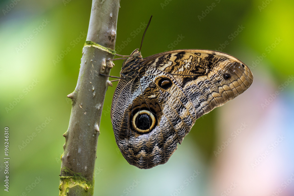 Bananenfalter - Caligo eurilochus Bananenfalter - Caligo eurilochus