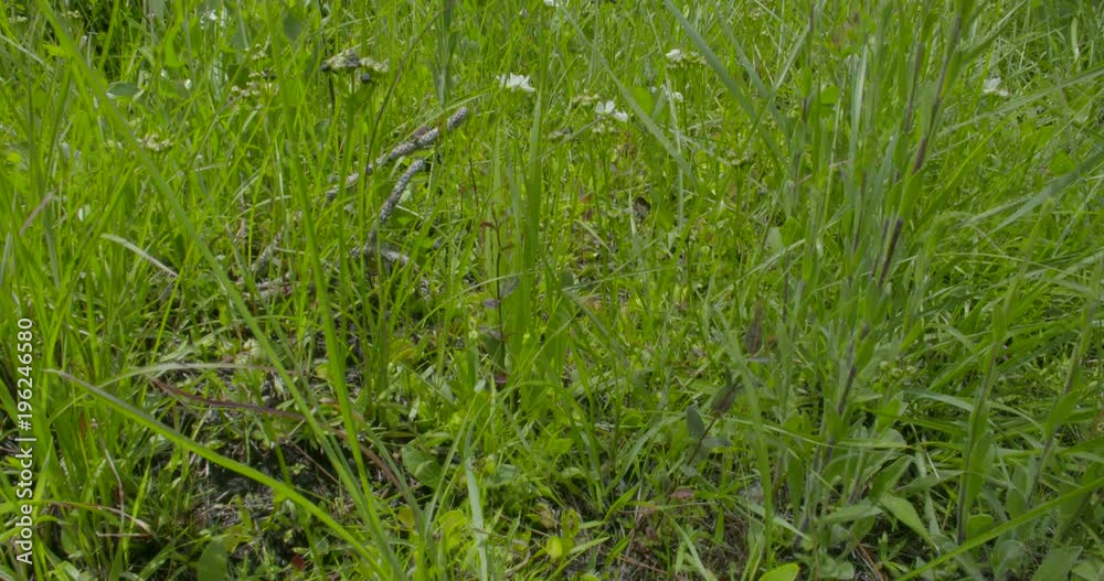 a slow pan up of the long leaf pine savanna