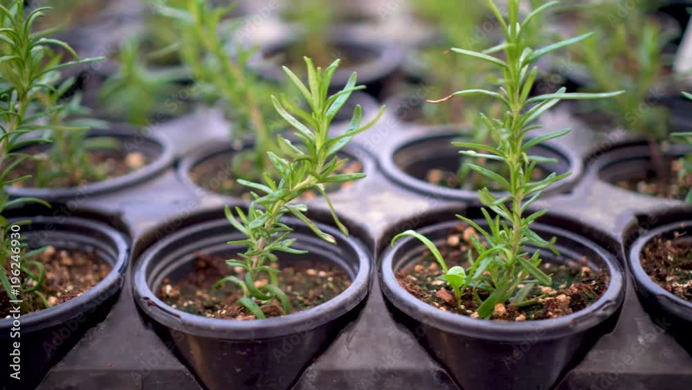 Slide to the left of rosemary plants in plastic starter flats.