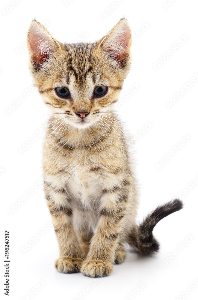 Obraz premium Kitten on white background.