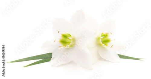 Two white flowers.