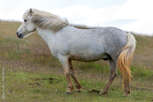 Close-up of white Icelandic horse in a pasture in Iceland