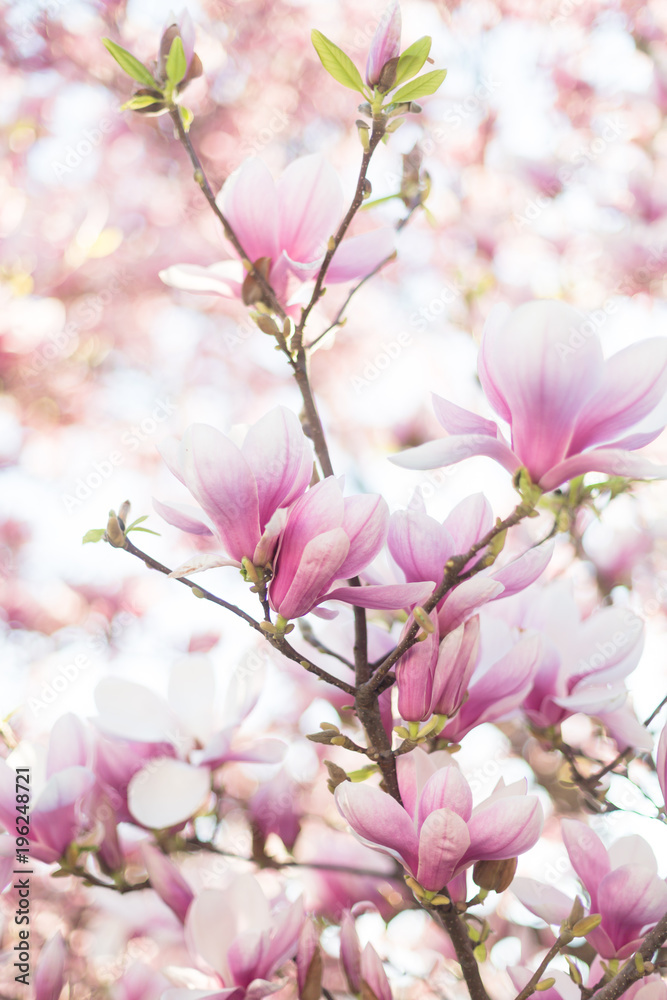 Spring background with blooming magnolia branch. Selective focus. Soft light Spring background with blooming magnolia branch. Selective focus. Soft light