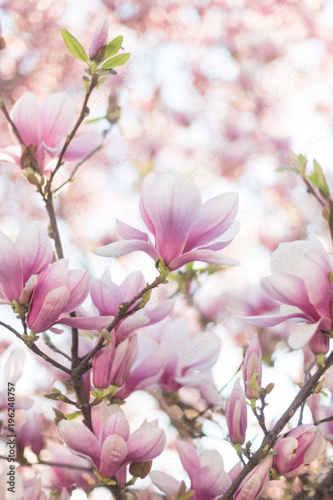 Close up of magnolia blossoms with blurred background and warm sunshine
