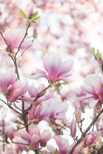 Close up of magnolia blossoms with blurred background and warm sunshine © Olha Sydorenko