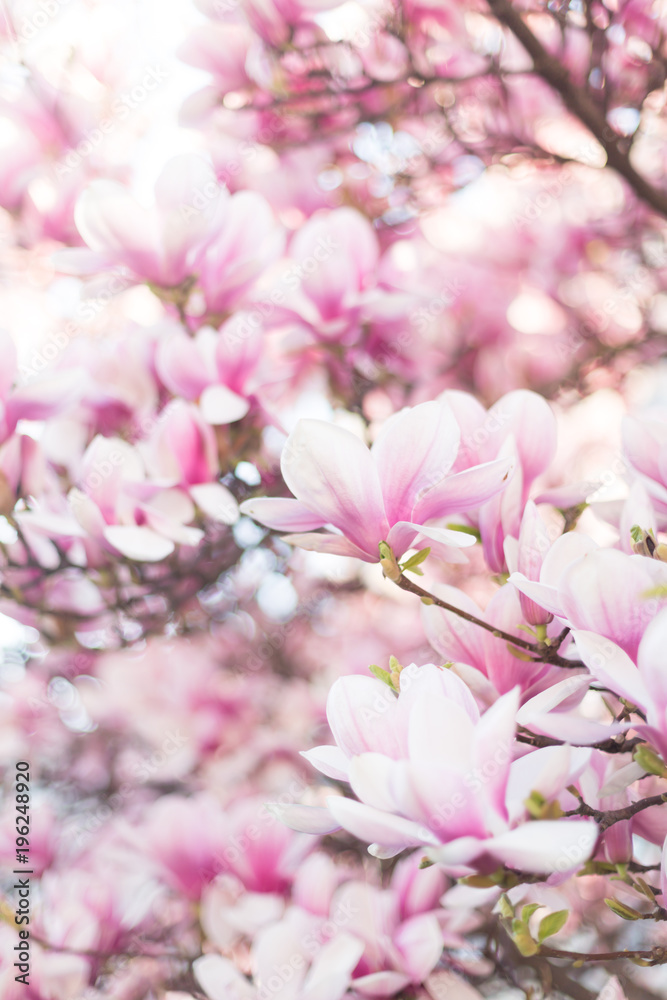 Beautiful flowering magnolia tree. Springtime outdoor scene