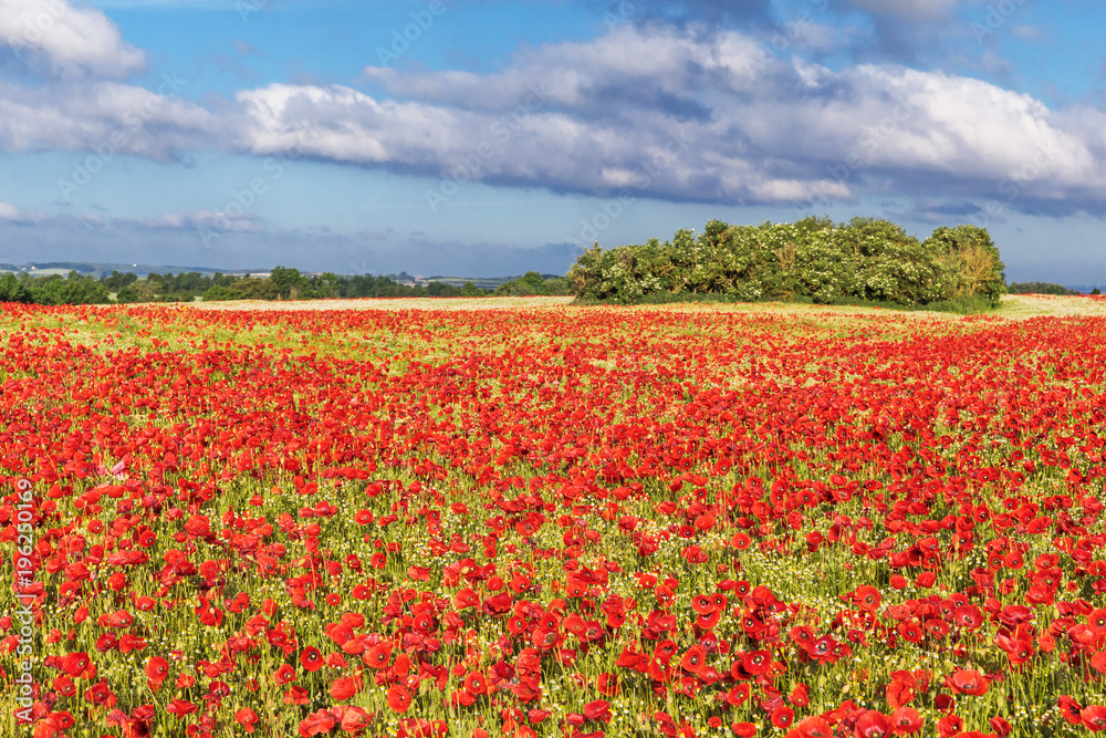 Mohnfeld mit rotem Klatschmohn (Papaver rhoeas)  bei Heiligenhafen in Schleswig-Holstein