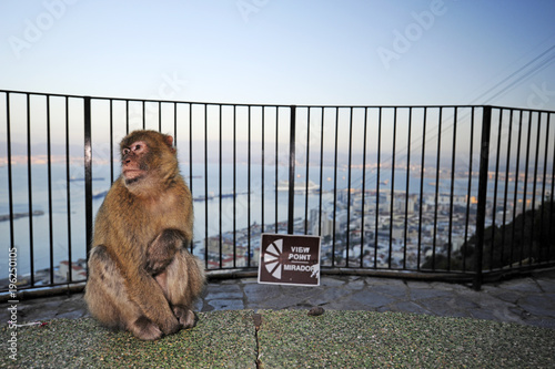 Berberaffen von Gibraltar (Macaca sylvanus) - Barbary macaque photo