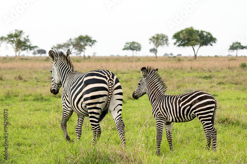 Zebra mother and her baby in the African savanna
