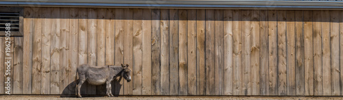 One donkey stands against a barn wall