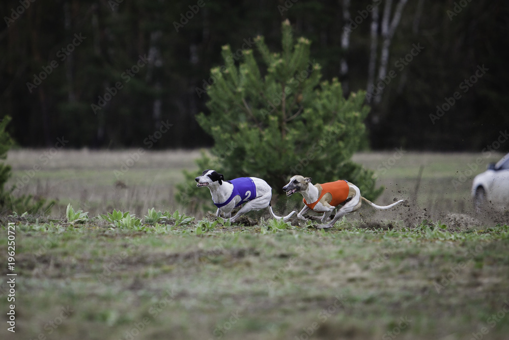 Fototapeta premium Coursing, passion and speed. Whippet dog running in the field. sunny day