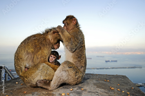 Berberaffen von Gibraltar (Macaca sylvanus) - Barbary macaque